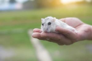 Hamster in a hand photo