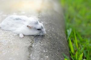 Hamster on the ground photo