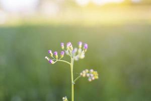 Purple flowers in sunlight photo