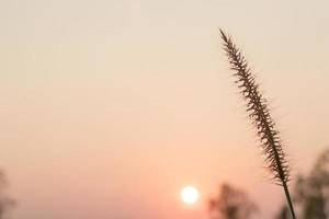 flor de la hierba con puesta de sol por la noche. foto