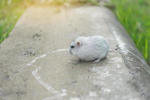 Hamster on concrete photo