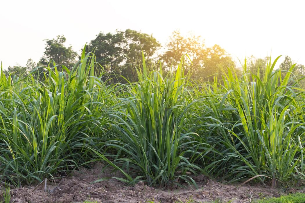 Caña De Azucar Imágenes, Fotos y Fondos de pantalla para Descargar Gratis