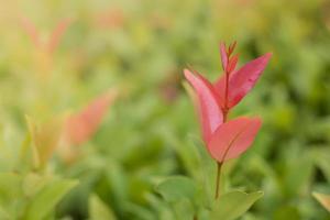 Close-up of red leaves photo