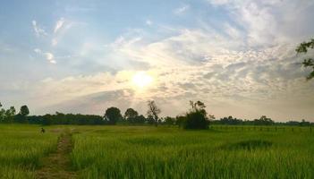 Green grassy field photo