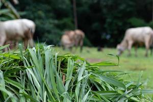 Fresh grass light green for cows. photo