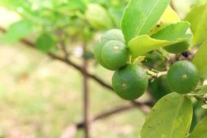 Close-up of fresh limes photo