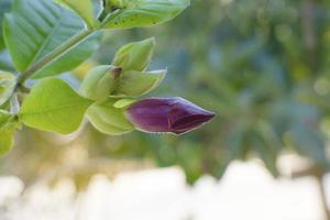 Red flower bud photo