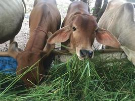 vacas comiendo pasto en la granja foto
