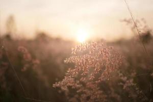 Silhouette of grass flower on sunset background. photo