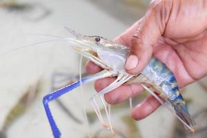 Macrobrachium rosenbergii in the farmer's hand photo