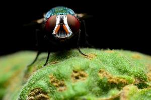 Fly perched on green leaf photo