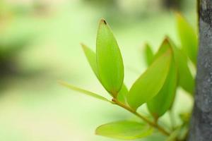 Soft focus of green leaves photo