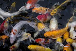 Colorful koi fish photo