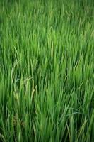Close-up of yellow green rice field photo