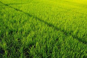 Rice field in Thailand photo