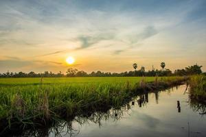 campos de arroz al atardecer foto