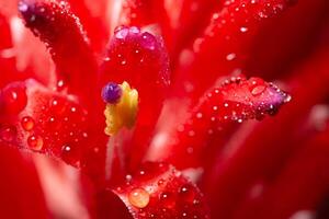 Water drops on a flower photo