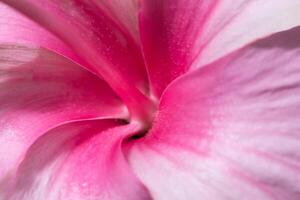 Pink flower close-up photo