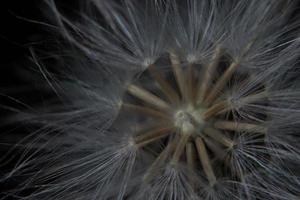 White wildflower close-up photo