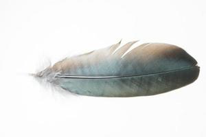 Feather on white background photo