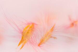 Wildflower macro on white background photo