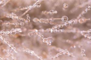 gotas de agua sobre una flor foto