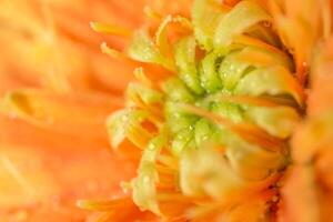 Water drops on orange gerbera photo
