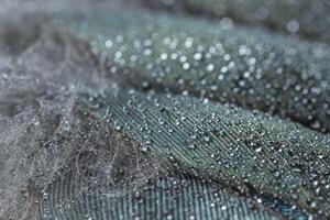 Water drops on a feather photo
