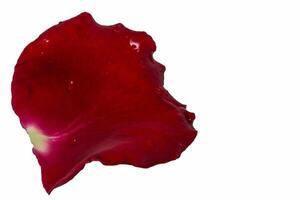 Red rose petal photo