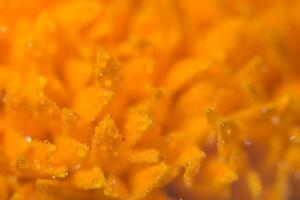 Orange flower macro background photo
