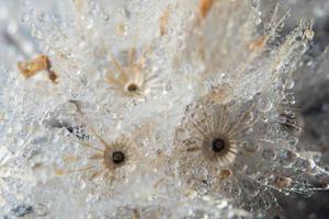 gotas de agua sobre una flor foto