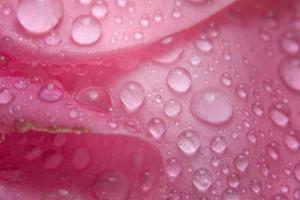 Water drops on a pink rose photo