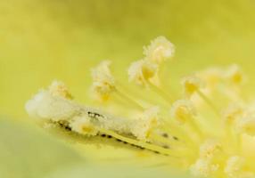 primer plano de flor amarilla foto