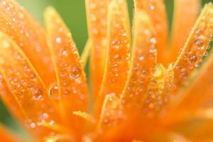 Water drops on orange gerbera photo