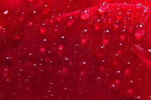 Water drops on a red rose photo