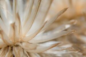 Wild flower close-up photo