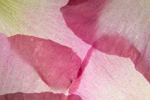 fondo floral rosa foto