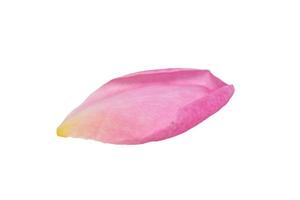 Pink rose petal on a white background photo