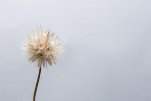 Wild flower close-up photo