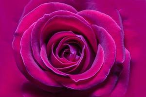 Red rose close-up photo