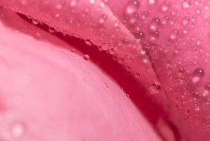 gotas de agua sobre una flor, primer plano foto