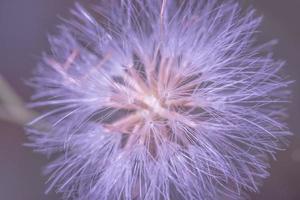 Wildflower macro background photo