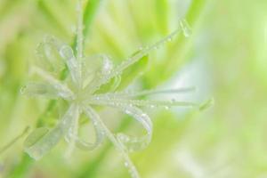 Water drops on flower petals photo