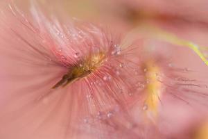 Gotas de agua sobre la hierba flores, close-up foto