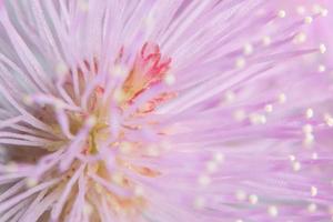 Pink flower macro photo