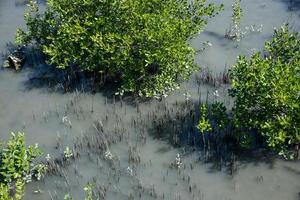 bosque de manglar en tailandia foto