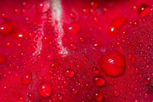 Water drops on a red rose photo