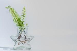 Ferns in clear glass bottle on white background photo