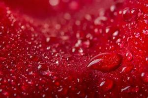 Water drops on a red rose photo