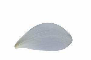 Lotus petal on white background photo